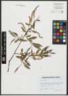 Foto von Salix alba L.